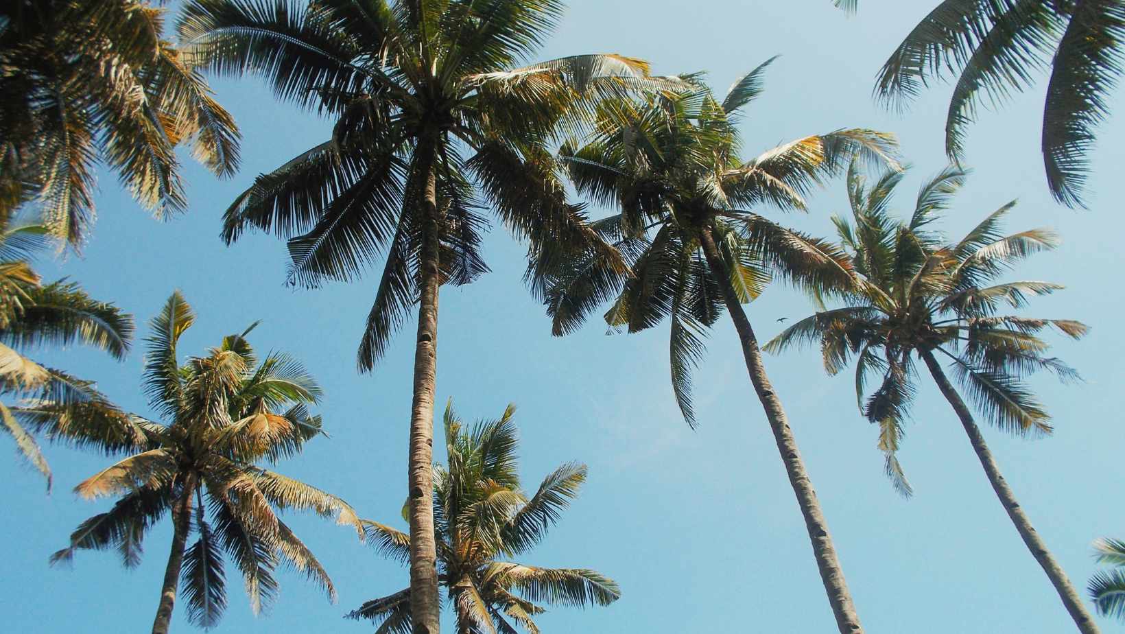 Read more about the article Oferta Early Booking / Rezervari Timpurii [STUDIO MILUNA]